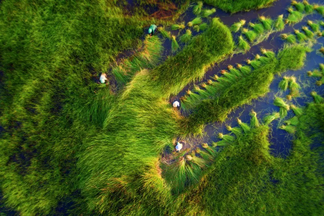 حصاد العشب