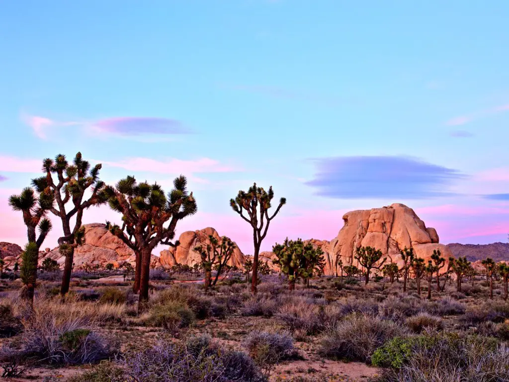 صورة لمتنزه Joshua Tree يظهر فيها غروب الشمس. الصورة من roman_slavik / iStock