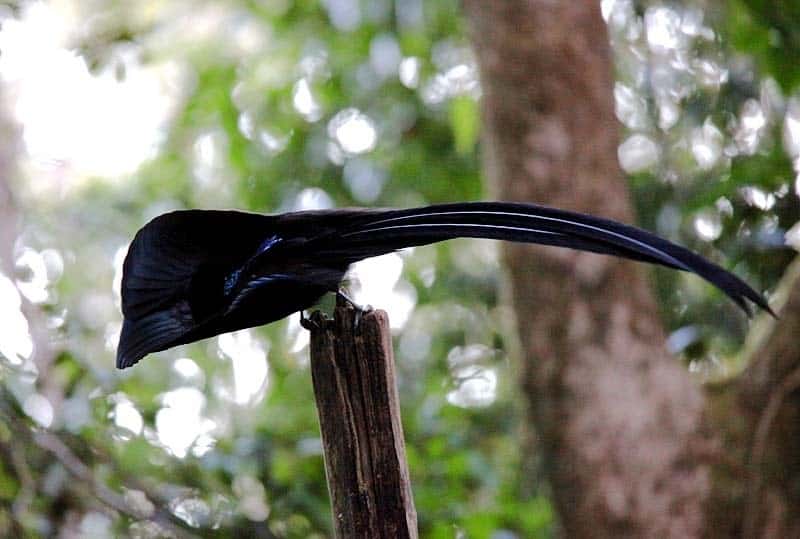 طائر الجنة الأسود معقوف المنقار