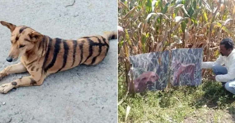 Farmer Paints His Dog Like a Tiger to Scare Away Invading Monkeys
